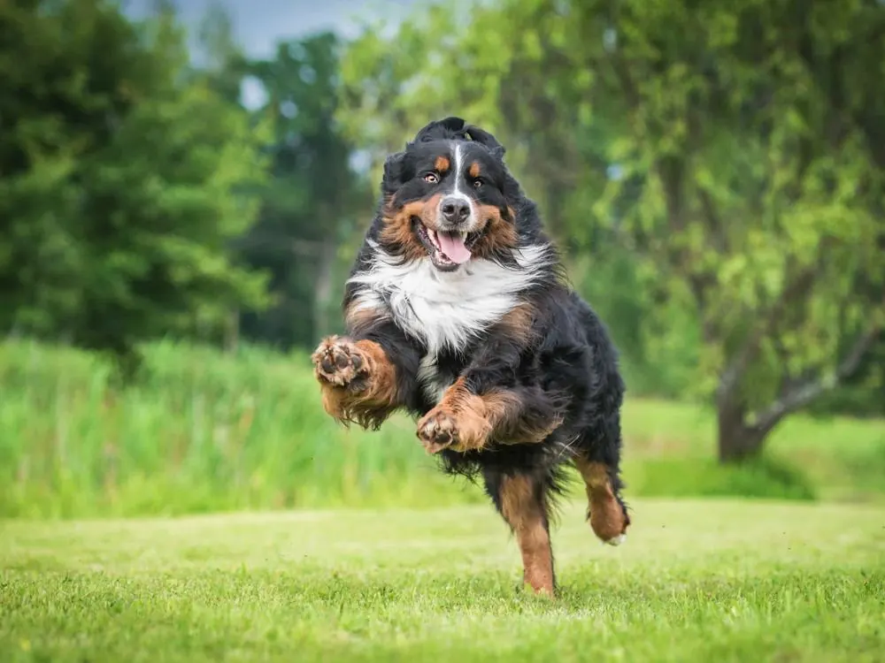 A big dog running across the grass at full stride.