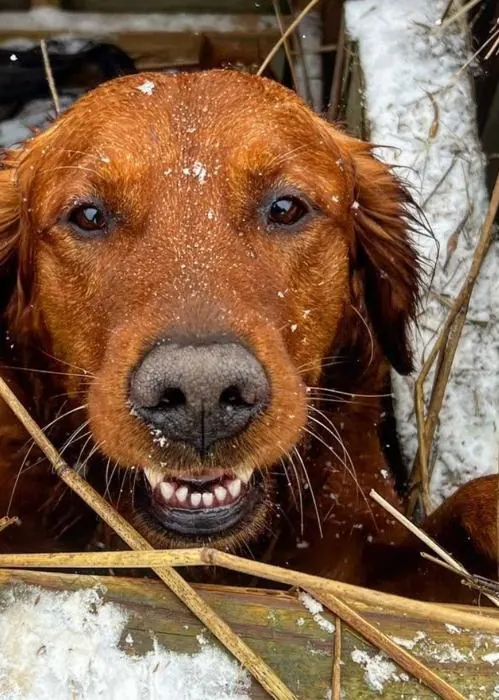 A golden retriever at the ranch on a snowy evening.
