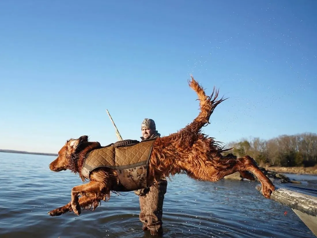 A retriever launching off the blind into the water.