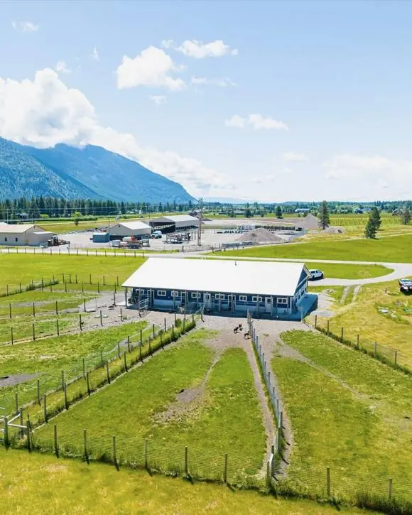 Dogs heading into the yards at Columbia Mountain Dog Ranch.