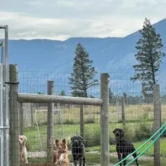 Dogs out in the fenced yard, photographed by Laura H. and attached to her review.