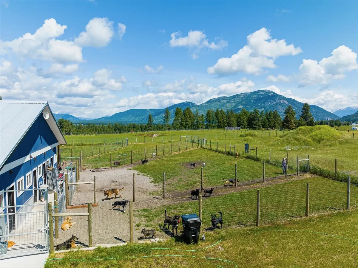 Dogs playing across the outdoor yards at Columbia Mountain Dog Ranch, with the Flathead Valley mountains beyond.
