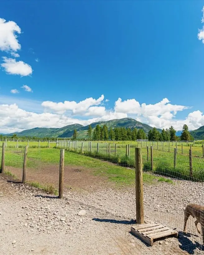 Dogs together in one of the fenced ranch yards with the Flathead Valley range behind them.