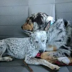 Gerrit V.&rsquo;s two dogs asleep together after a day at daycare, from his review.