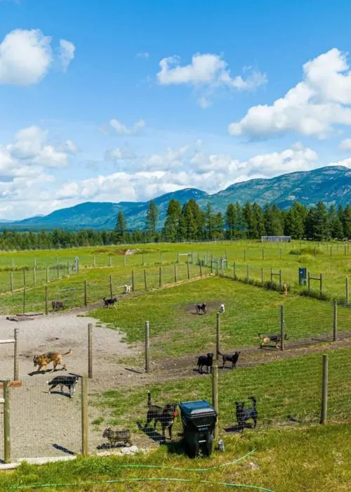 The ranch yards seen from above, dogs out across the grass.